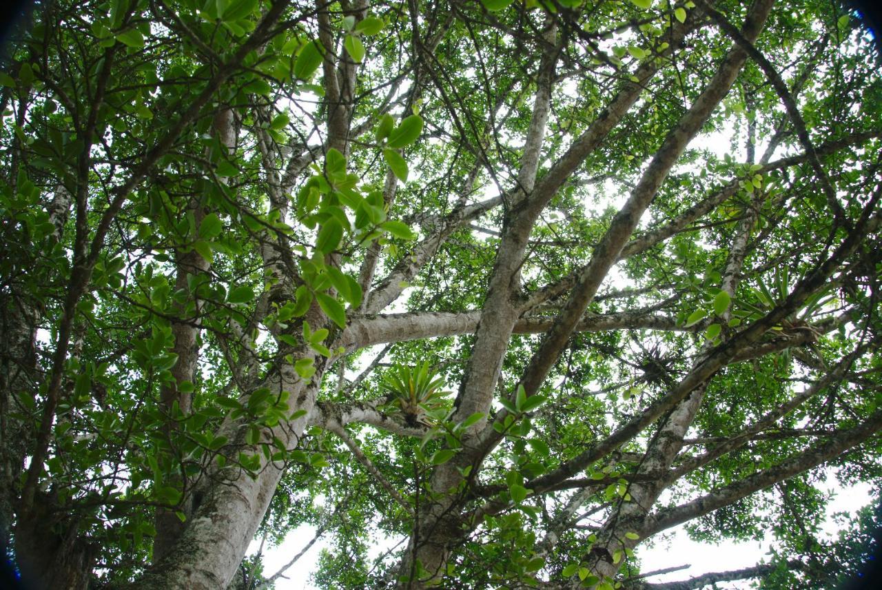 Finca Umnisa - Choachí Exterior foto